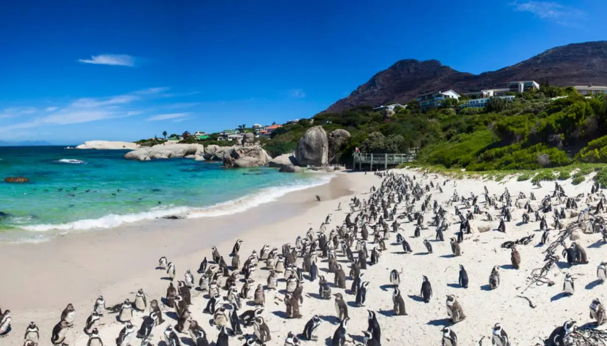 SUDAFRICA (Novembre)