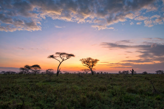 KENYA (Nov/Dic)
