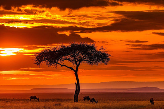 KENYA (Ott/Nov)