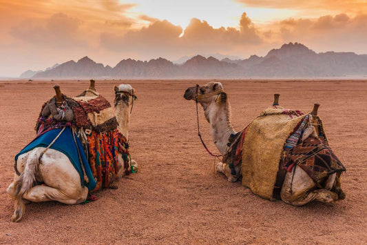 SHARM EL SHEIKH (Gen/Feb)