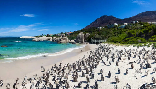 SUDAFRICA (Novembre)